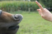 /album/la-horsemanship/img1517887413-jpeg/